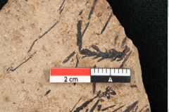 Foto (Detailansicht) von Sequoia hardtii Endl. (NHMW-GEO-2024-0188-8246)